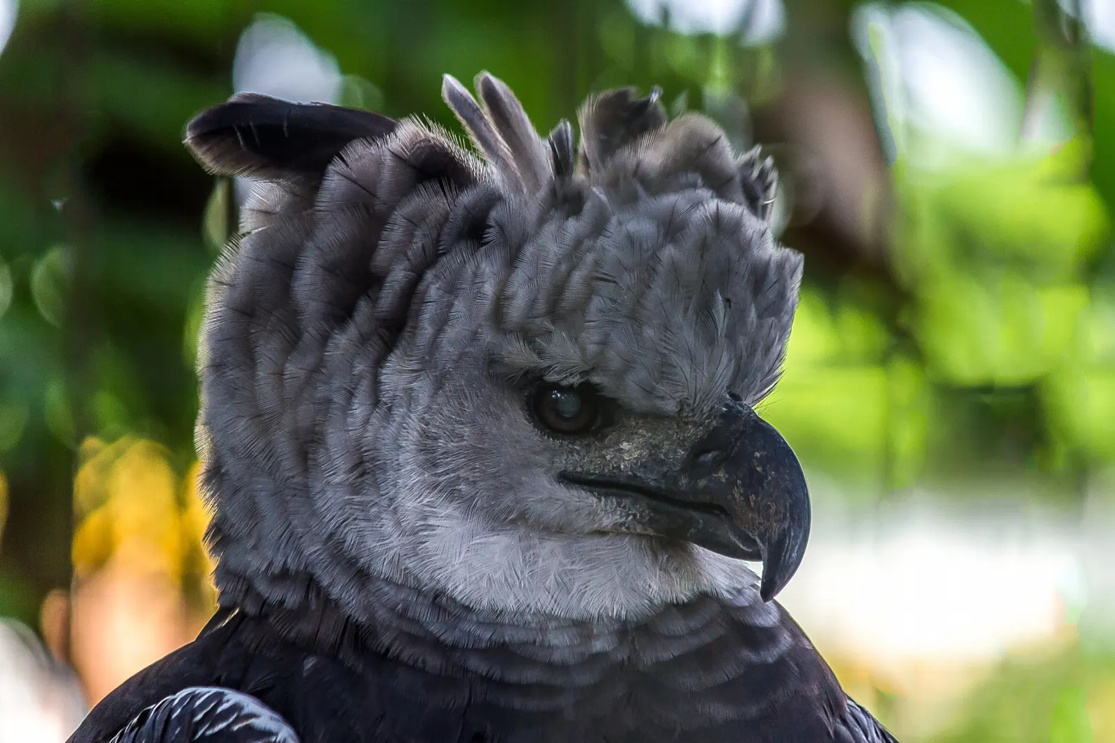 Close-up of a harpy eagle against green foliage